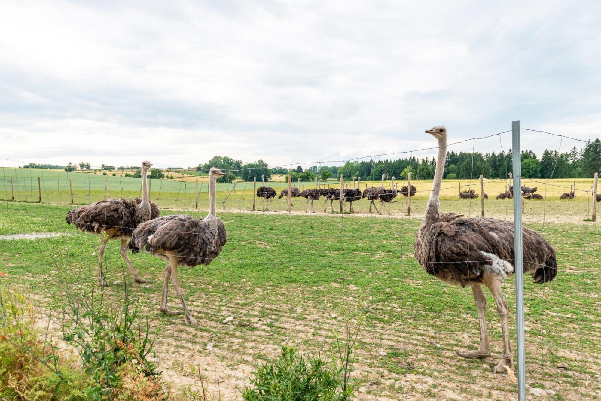 Beutenmuehle Straussenfarm Dach Owingen Bagian luar foto