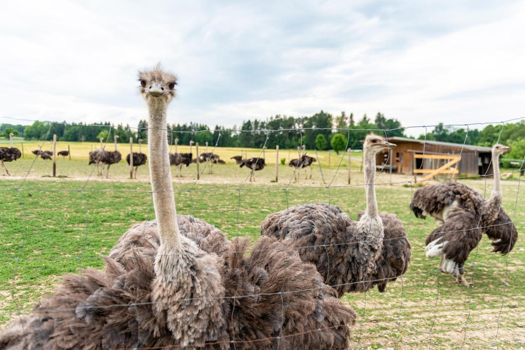 Beutenmuehle Straussenfarm Dach Owingen Bagian luar foto