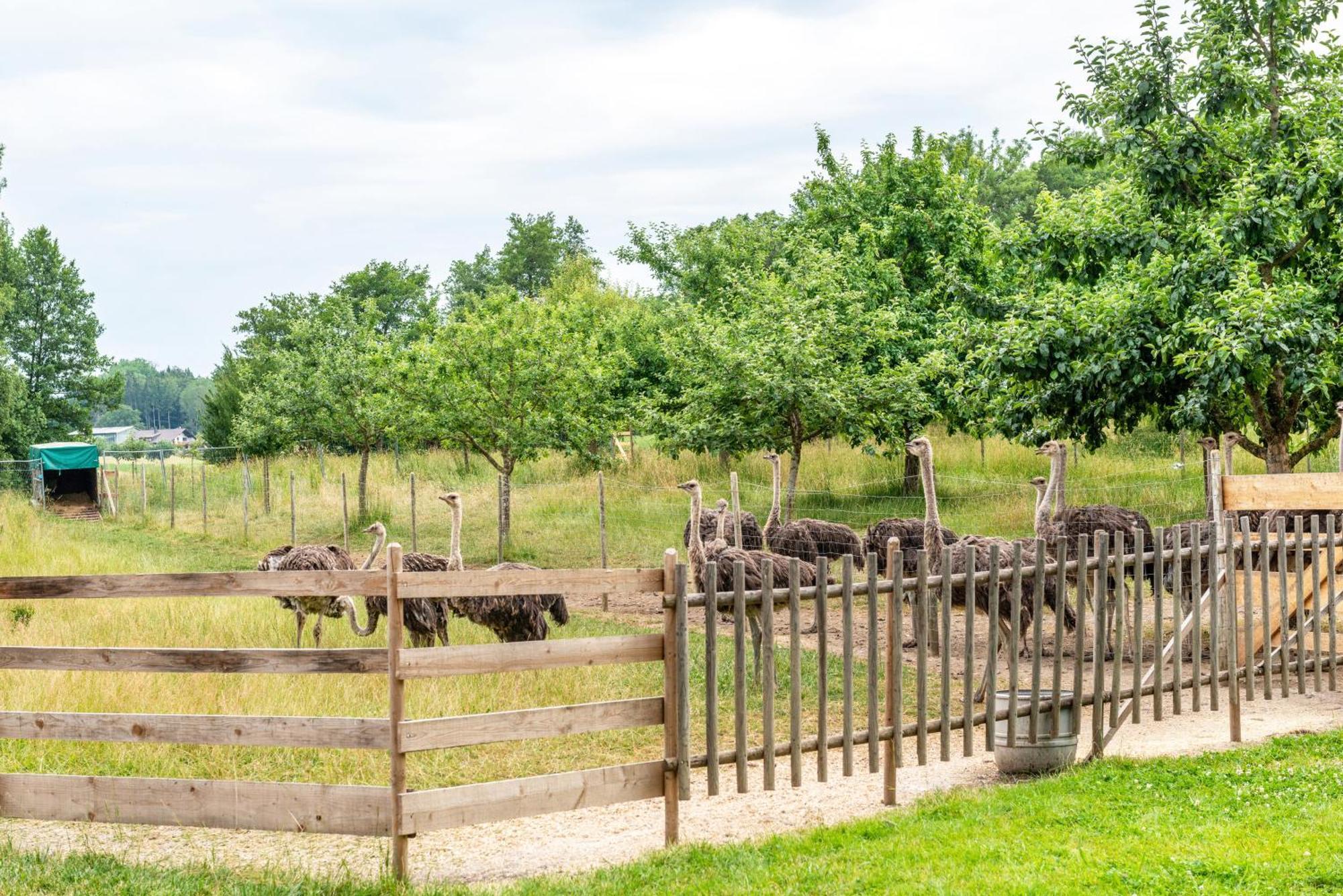 Beutenmuehle Straussenfarm Dach Owingen Bagian luar foto